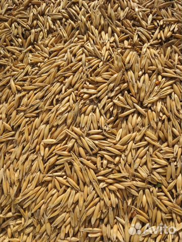 Зерно фасованное: пшеница, овес, ячмень и др купить на Зозу.ру - фотография № 3