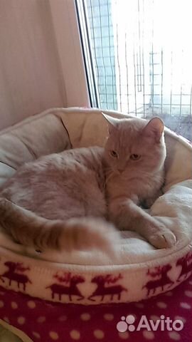 Котик Чип Котик Чип