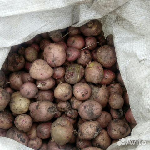 Картофель на корм скоту купить на Зозу.ру - фотография № 1