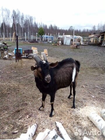 Альпийский козел продается купить на Зозу.ру - фотография № 2