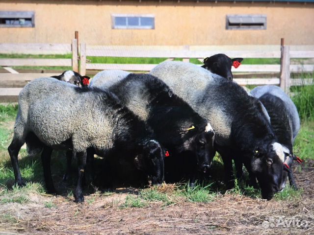 Овцы и Бараны Романовской породы купить на Зозу.ру - фотография № 2