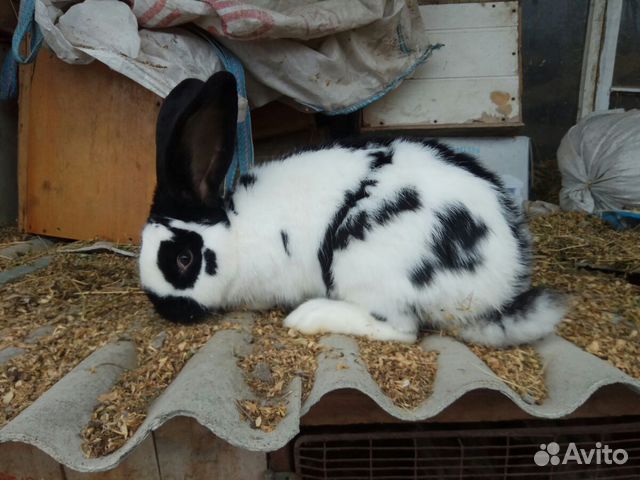 Кролики фландр,белый,серый великан купить на Зозу.ру - фотография № 4