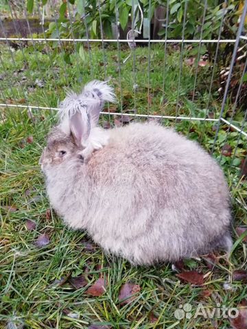 Пуховый кролик (самка) купить на Зозу.ру - фотография № 2
