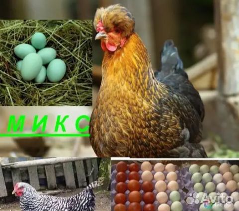 Яйцо инкубационное: розовое, голубое,зеленое купить на Зозу.ру - фотография № 4