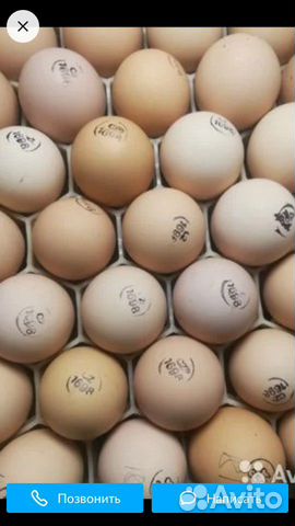 Продам инкубационное яйцо купить на Зозу.ру - фотография № 1
