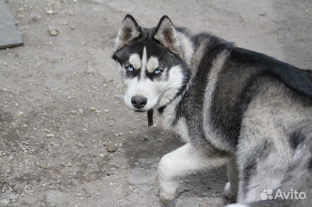 Кобель для вязки