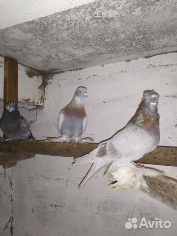 Продам узбекских и бакинских голубей купить на Зозу.ру - фотография № 5