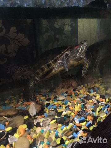 Аквариум для рыбок-черепах купить на Зозу.ру - фотография № 3