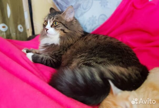 Кот Грильяж