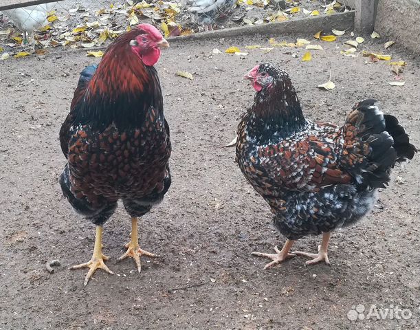 Инкубационное яйцо кур, цыплята купить на Зозу.ру - фотография № 6