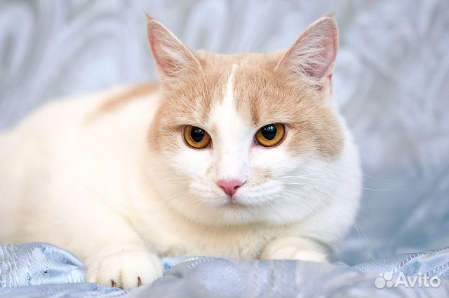 Спокойная аккуратная. Персиковая кошка. Бело персиковая кошка. Персиковый кот с белой грудкой.