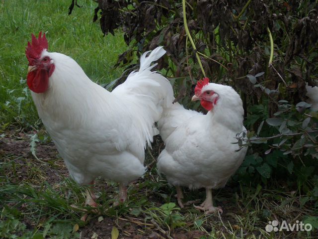 Породистые цыплята купить на Зозу.ру - фотография № 2