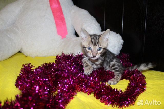 Бенгальские котята, рождены 10.12.19-резерв купить на Зозу.ру - фотография № 7