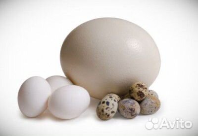 Яйца Куриные, Перепелиные, Утиные купить на Зозу.ру - фотография № 2