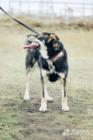 Собака- позитив в дар купить на Зозу.ру - фотография № 3
