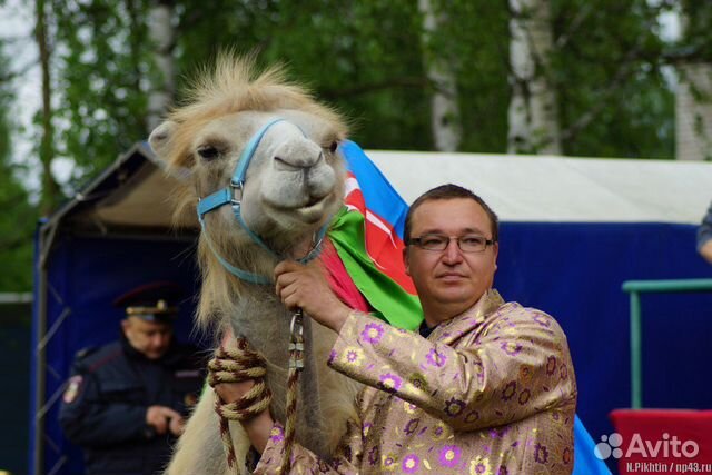 Светло - серая верблюдица купить на Зозу.ру - фотография № 1