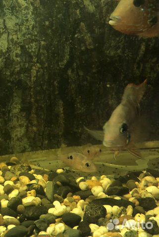 Рыбка аквариумная, Цихлазома Элиота. Цихлиды купить на Зозу.ру - фотография № 5