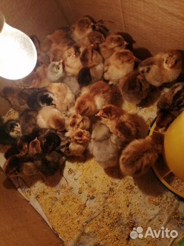 Цыплята и инкубационное яйцо купить на Зозу.ру - фотография № 4