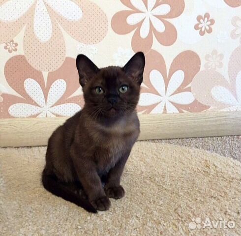 Бурманские котята