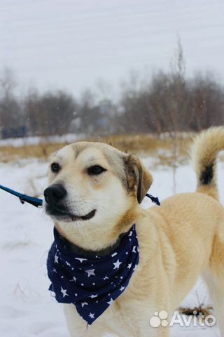 Отдам в хорошие руки, красавица Флёр 10 мес