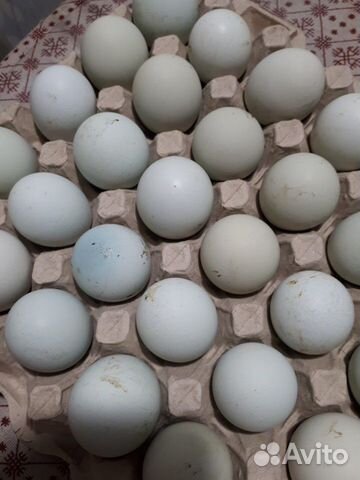 Инкубационное яйцо кур породы лекбар купить на Зозу.ру - фотография № 2