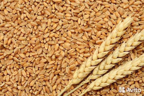 Пшеница, ячмень купить на Зозу.ру - фотография № 1