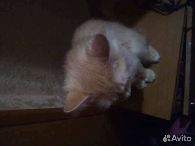 Сибирский кот для вязки