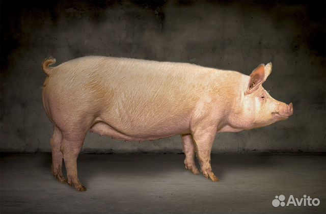 Свиньи на мясо, живым весом купить на Зозу.ру - фотография № 1