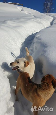 Белая собака, метис купить на Зозу.ру - фотография № 1