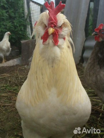 Курицы и петухи, инкуб.яйцо купить на Зозу.ру - фотография № 2
