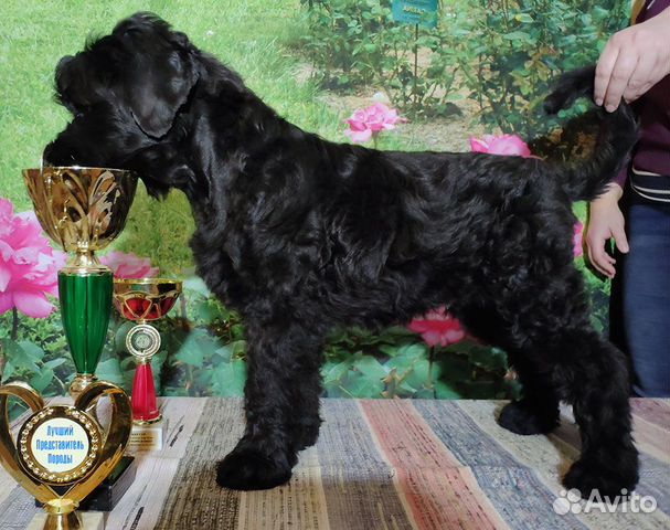 Русский черный терьер щенок кобель купить на Зозу.ру - фотография № 3