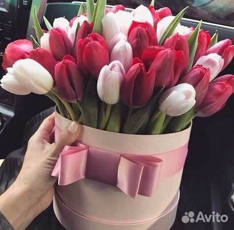 Тюльпаны Тюльпаны