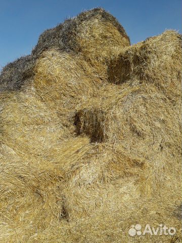 Солома :ячмень, пшеница купить на Зозу.ру - фотография № 7
