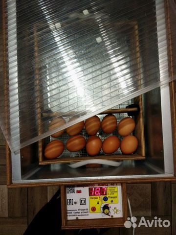 Инкубатор "Блиц" на 48 куриных яиц купить на Зозу.ру - фотография № 1