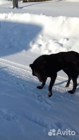 Найдена собака черной окраски купить на Зозу.ру - фотография № 2
