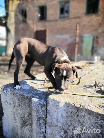 Собака питбультерер купить на Зозу.ру - фотография № 3