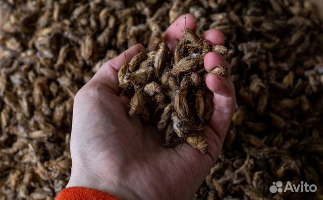 Сверчки заморозка домовый, банановый, двупятнистый