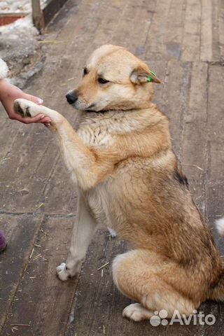Собака Маня в частный дом купить на Зозу.ру - фотография № 1