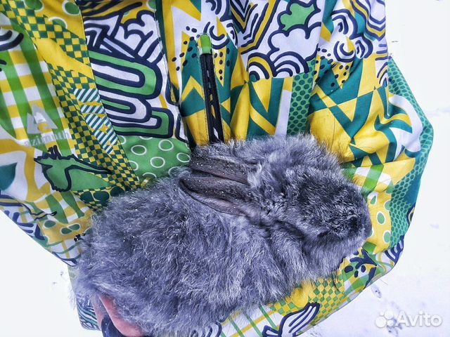 Продам кроликов мясо кроликов купить на Зозу.ру - фотография № 1