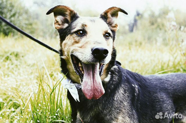 Собака Стенли Брамс ищет дом купить на Зозу.ру - фотография № 1