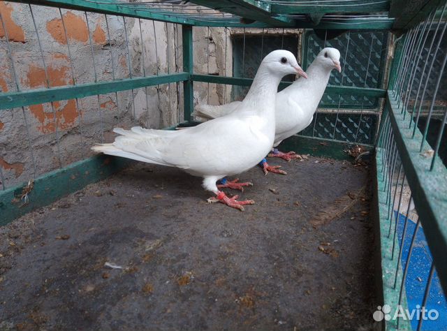 Продам бакинских голубей купить на Зозу.ру - фотография № 4