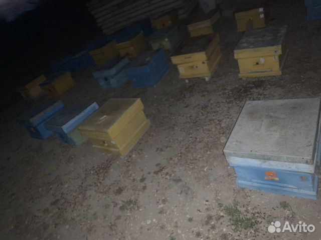 Пчёлы руд (семья) на продажу купить на Зозу.ру - фотография № 2