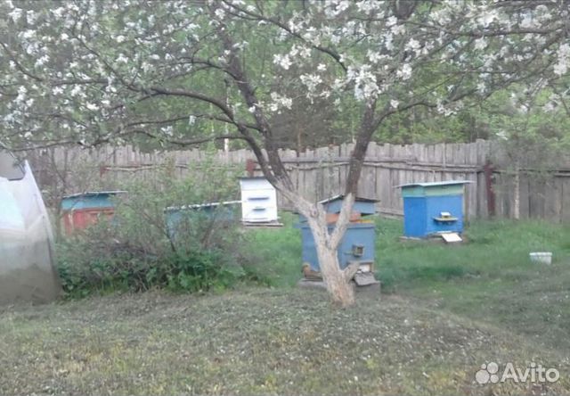 Продам ульи для пчел+рамки+медогонку купить на Зозу.ру - фотография № 1
