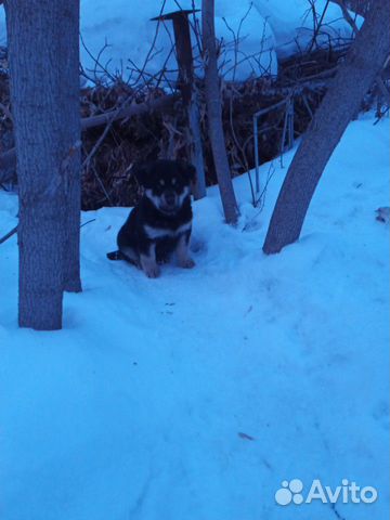 Собака