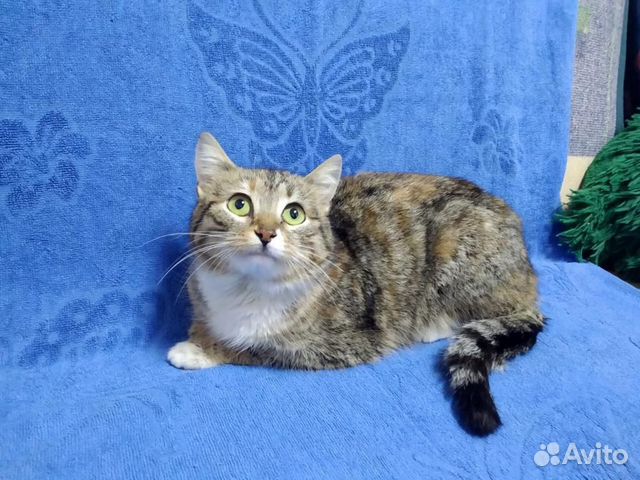 Кошка Кошка