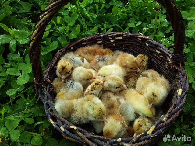 Предзаказ на цыплят купить на Зозу.ру - фотография № 2