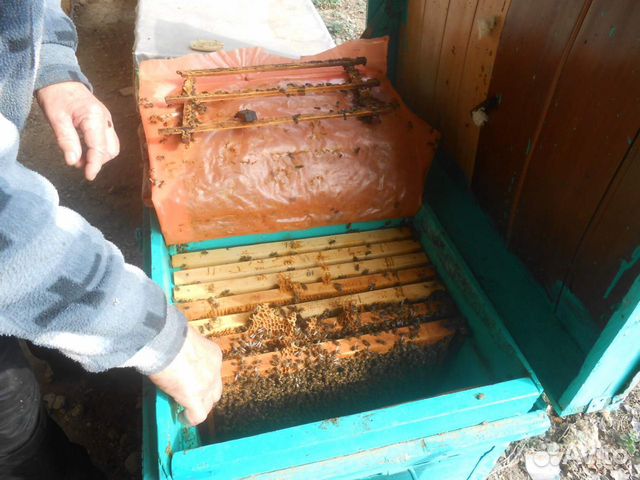 Пчелосемьи И пчелопакеты купить на Зозу.ру - фотография № 6