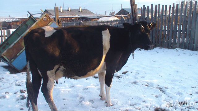 Корова голштинка купить на Зозу.ру - фотография № 3