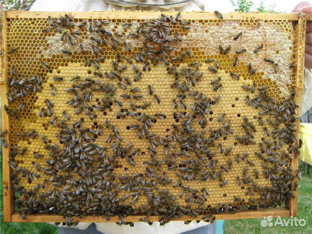 Пчелопакеты и пчелосемьи, с личной пасеки купить на Зозу.ру - фотография № 1