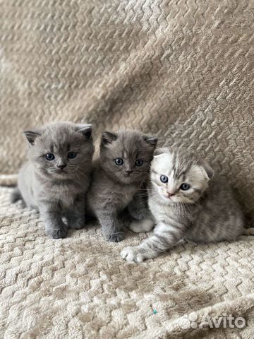 Продам милейших котяток купить на Зозу.ру - фотография № 1